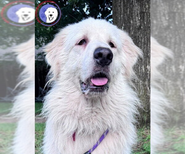 Medium Photo #6 Great Pyrenees Puppy For Sale in Spring, TX, USA