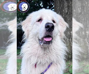 Terrie - Female Great Pyrenees Dog for Adoption - Photo #6