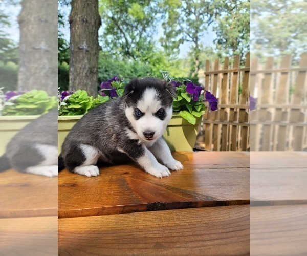 Medium Photo #4 Siberian Husky Puppy For Sale in LINDENHURST, IL, USA