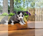 Small Photo #4 Siberian Husky Puppy For Sale in LINDENHURST, IL, USA