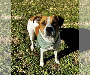 Mutt Dogs for adoption in Boston, MA, USA