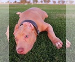 Small Photo #8 American Bully Puppy For Sale in PALMDALE, CA, USA