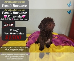 Havanese Puppy for sale in TUCSON, AZ, USA