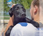 Small #3 Irish Wolfhound Mix
