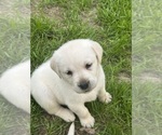 Small #7 Labrador Retriever