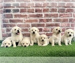 Image preview for Ad Listing. Nickname: Litter of 6