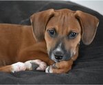 Small Photo #5 Boxer-Unknown Mix Puppy For Sale in McKinney, TX, USA