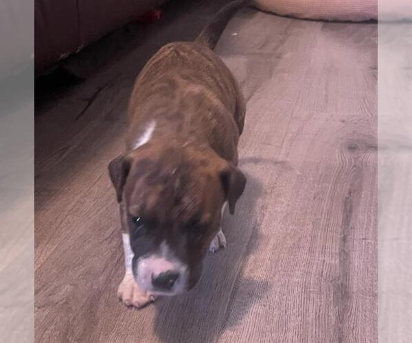 Medium Photo #1 American Staffordshire Terrier-Unknown Mix Puppy For Sale in San Antonio, TX, USA
