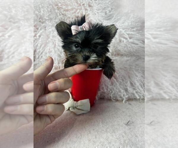 Medium Photo #7 Yorkshire Terrier Puppy For Sale in BAYVILLE, NJ, USA
