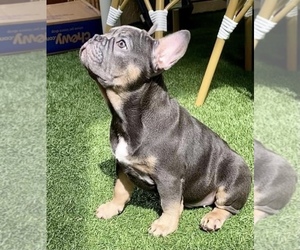 French Bulldog Puppy for sale in BOCA RATON, FL, USA