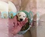 Small Photo #13 Dalmatian Puppy For Sale in GLENDALE, AZ, USA