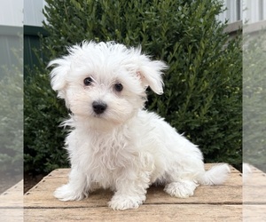 Maltese Puppy for sale in MIDDLEBURY, IN, USA