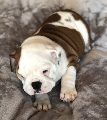 French Bulldog Puppy for sale in CHARLESTON, SC, USA