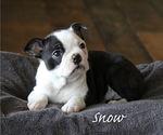 Small Photo #3 Boston Terrier Puppy For Sale in ELLENSBURG, WA, USA