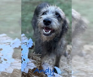 Andy and Benji - Male Mutt Dog for Adoption