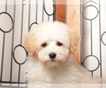 Small Photo #15 Maltipoo (Miniature) Puppy For Sale in NAPLES, FL, USA