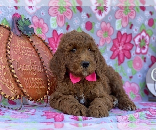 Full screen Photo #4 Poodle (Standard) Puppy For Sale in LANCASTER, PA, USA