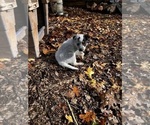 Small Photo #23 Australian Cattle Dog Puppy For Sale in OREGON HOUSE, CA, USA
