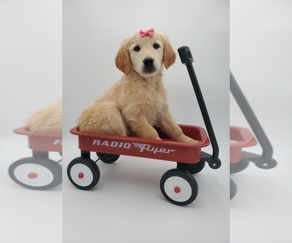 Medium Photo #5 Golden Retriever Puppy For Sale in GOSHEN, IN, USA