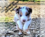 Small #7 Border Collie