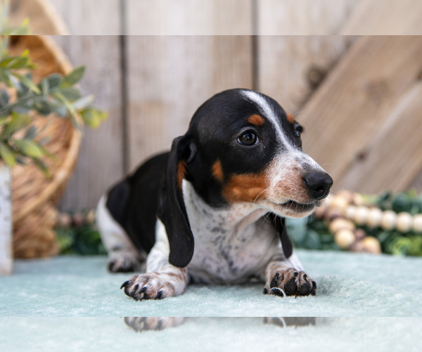 Medium Photo #3 Dachshund Puppy For Sale in GREENWICH, OH, USA