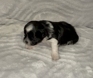 Schnau-Tzu Puppy for sale in BARSTOW, CA, USA