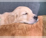 Small Photo #23 Golden Retriever Puppy For Sale in MERCED, CA, USA