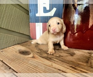 Dachshund Puppy for sale in GALENA, KS, USA