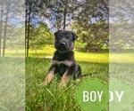 Puppy Dark green German Shepherd Dog