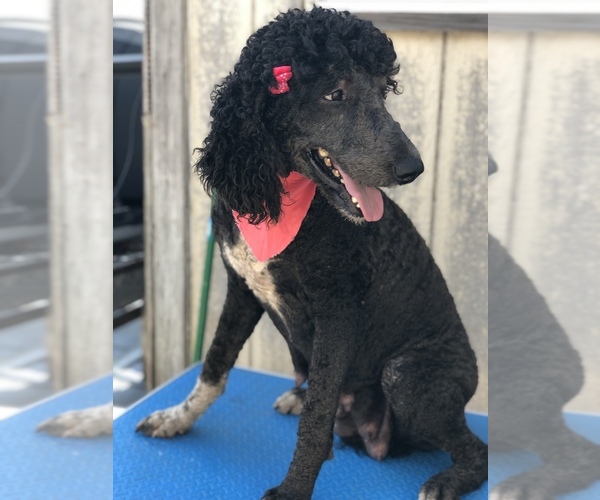 Medium Photo #6 Poodle (Standard) Puppy For Sale in KISSIMMEE, FL, USA