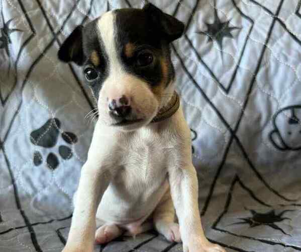 Medium Photo #1 Rat Terrier Puppy For Sale in MOLALLA, OR, USA