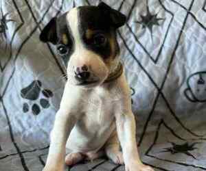 Rat Terrier Puppy for sale in MOLALLA, OR, USA