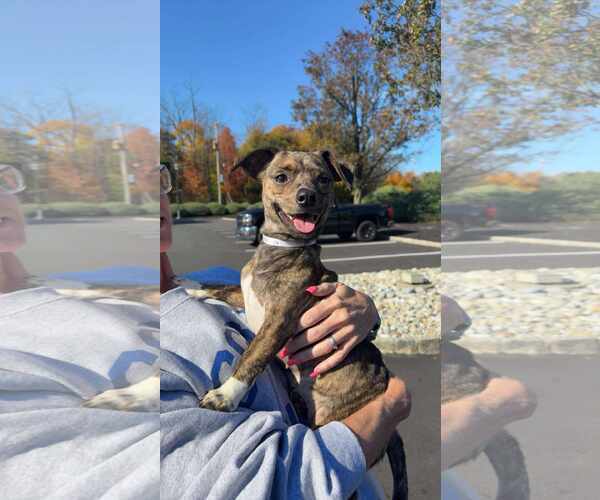 Medium Photo #1 Chiweenie Puppy For Sale in pomfret, CT, USA