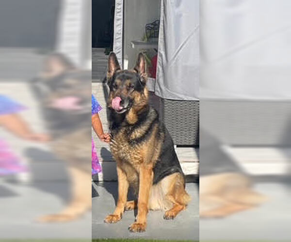 Medium Photo #3 German Shepherd Dog Puppy For Sale in Miami, FL, USA