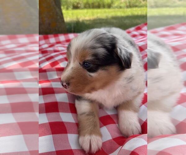 Medium Photo #8 Australian Shepherd Puppy For Sale in JEROMESVILLE, OH, USA
