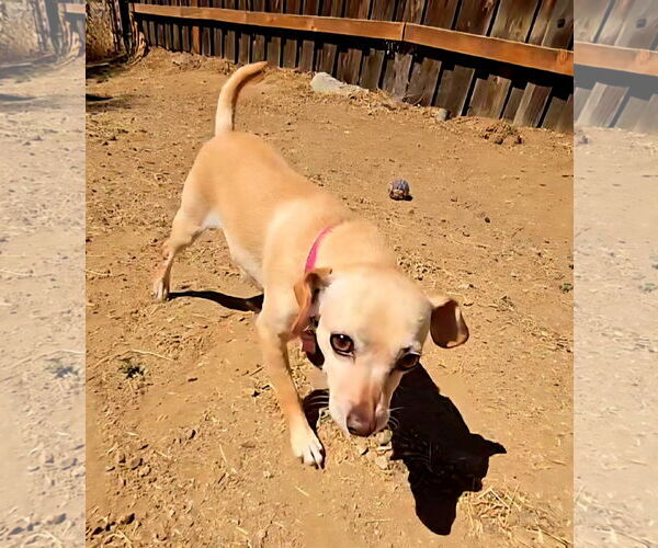 Medium Photo #5 Chihuahua-Unknown Mix Puppy For Sale in Fallbrook, CA, USA