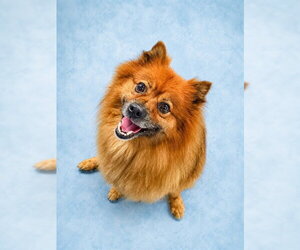 Pomeranian Dogs for adoption in Westminster, MD, USA