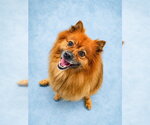 Small Pomeranian