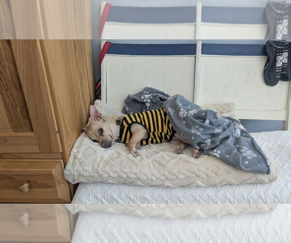 Medium Photo #3 Chiweenie Puppy For Sale in Oakhurst, NJ, USA