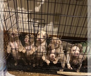 American Bully Litter for sale in PELAHATCHIE, MS, USA