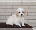 Small Photo #2 Cavachon Puppy For Sale in ROANOKE, IL, USA