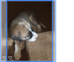 Small Photo #1 Anatolian Shepherd Puppy For Sale in SCOTTSDALE, AZ, USA