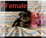Small Photo #3 Yorkshire Terrier Puppy For Sale in AMSTERDAM, MO, USA