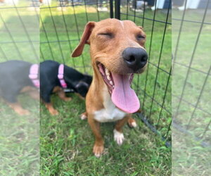 Little Brother - Male Dachshund-Unknown Mix Dog for Adoption - Photo #3