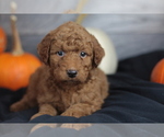 Small Photo #20 Goldendoodle (Miniature) Puppy For Sale in CRESTON, OH, USA