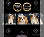 Puppy Duke AKC Cavalier King Charles Spaniel
