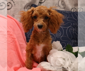 Cavapoo Puppy for sale in THORP, WI, USA