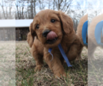 Small Photo #7 Goldendoodle (Miniature) Puppy For Sale in EFLAND, NC, USA