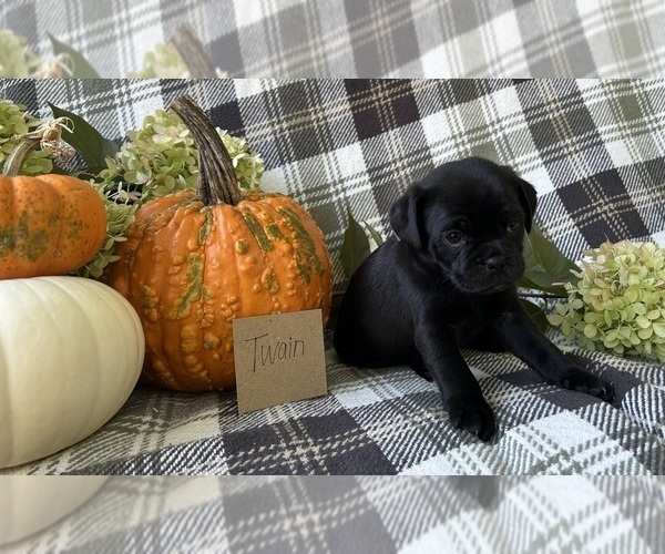 Medium Photo #4 Puggle Puppy For Sale in ELKTON, VA, USA