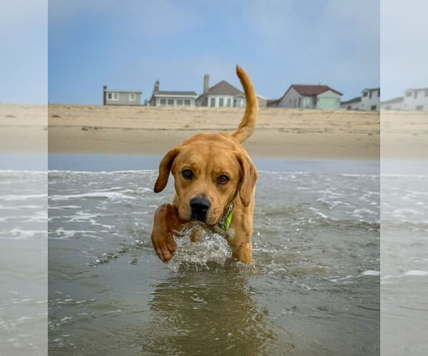 Medium Photo #12 Labrador Retriever-Unknown Mix Puppy For Sale in San Diego, CA, USA
